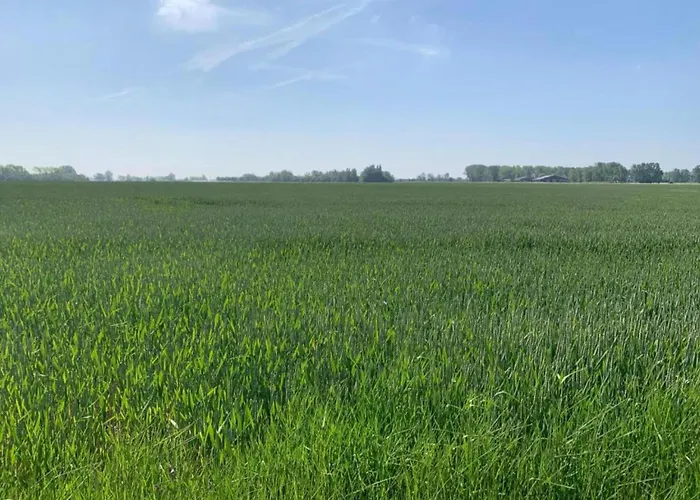 In Belgium Near Marina *